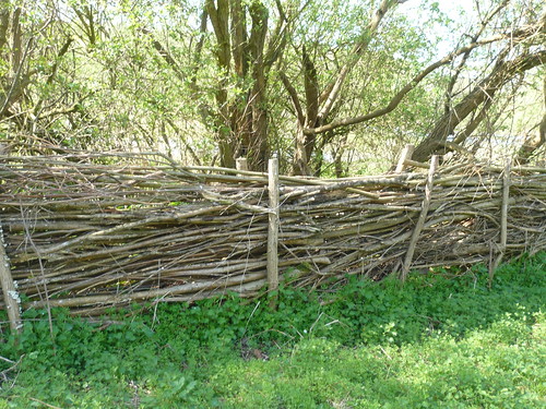 Fence from coppiced willow
