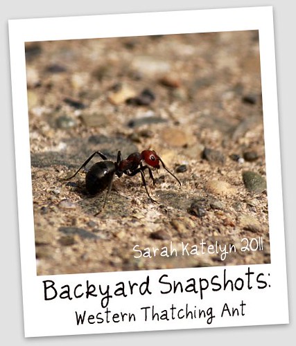 Backyard Snapshots: No. 2 by Sarah Katelyn Imagery