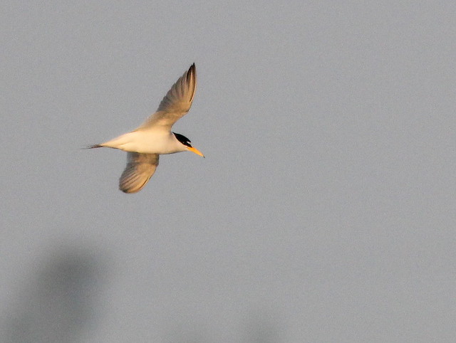 Least Tern in flight 2-20110412