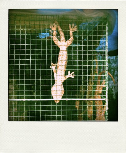 giant gecko