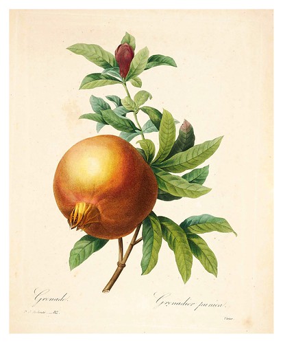 008-Granada-Choix des plus belles fleurs…1827- P.J.Redoute