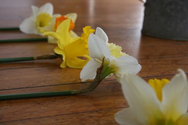 daffodils up close