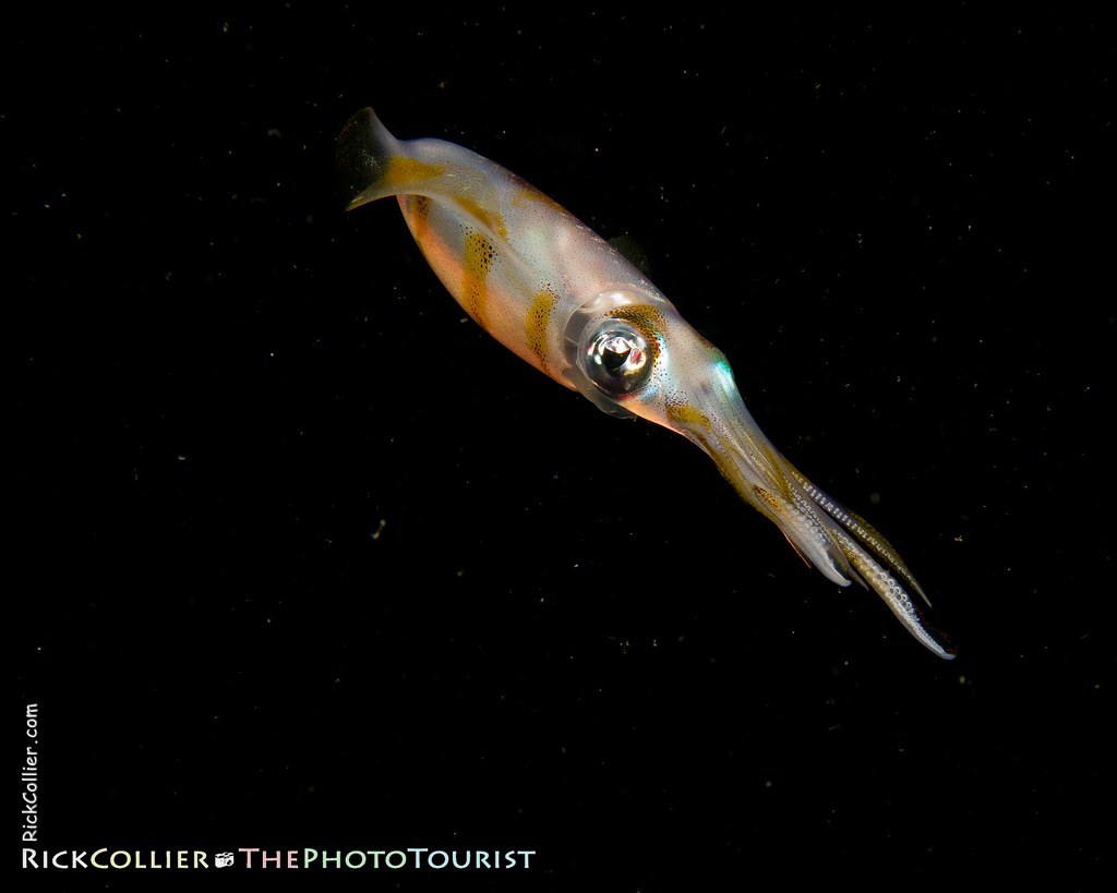 A reef squid at night