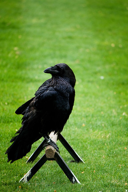 london - tower raven