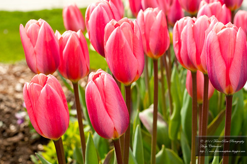 04-2011_pink_variegated_tulips_wm
