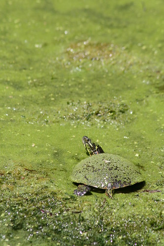 Algae Turtle