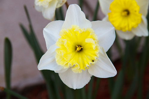 2011 Tulips