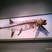 Giant scary-ass fish skeleton, Burke Museum