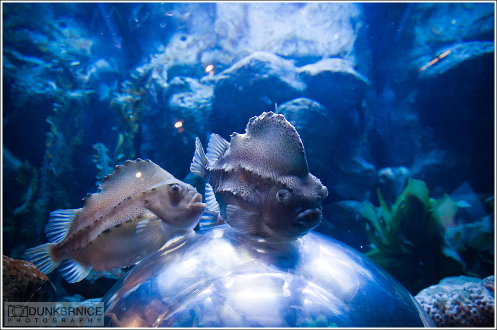 Aquarium of the Bay, San Francisco.