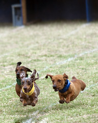 Weiner Dog Races in Buda