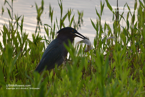 Green Heron with catch