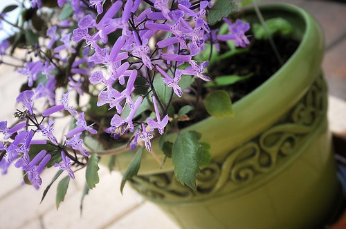mona lavender plectranthus