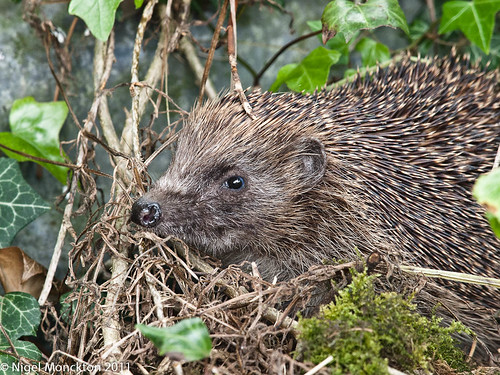 1000/462: 28 May 2011: Hedgehog by nmonckton