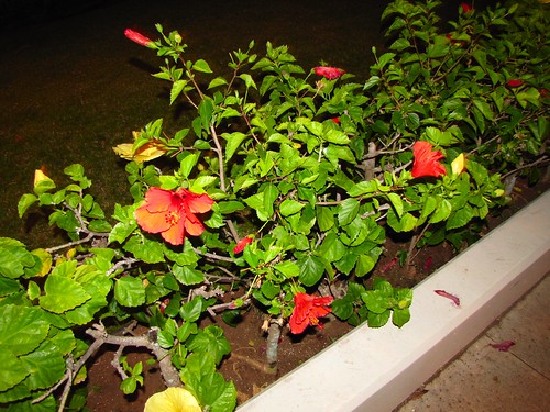 hibiscus bushes at night