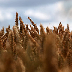 目前英國還沒有種植基改小麥。圖片節錄自：Graham Turner / 英國衛報。