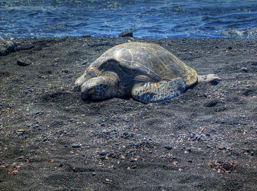 Hawaiian Green Sea Turtle (Honu)