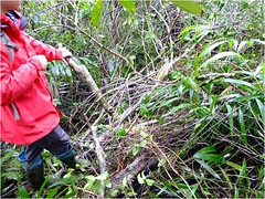 在盜伐現場，盜伐者挖取樹頭，截掉之大部分枝條則棄於現場。圖片來自：蘇夢淮。