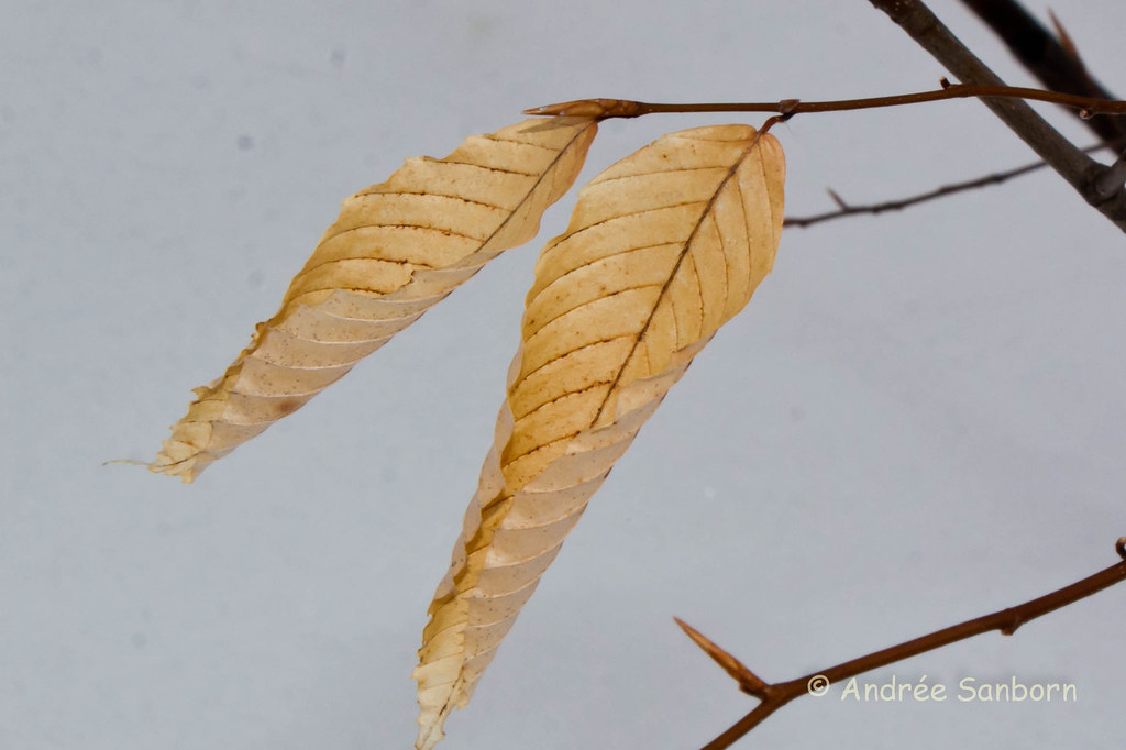 Beech Leaves in Winter (5 of 6).jpg