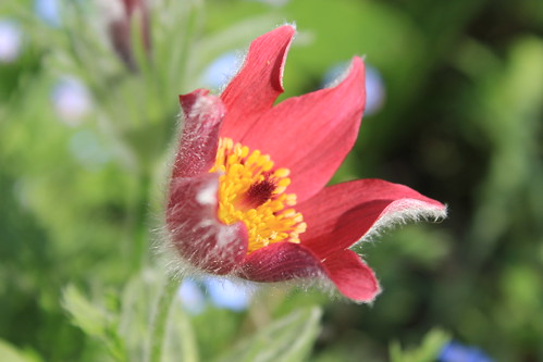 Pulsatilla Vulgaris - Pasque Flower