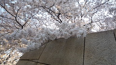 2011.4.7大坂城 石垣の桜