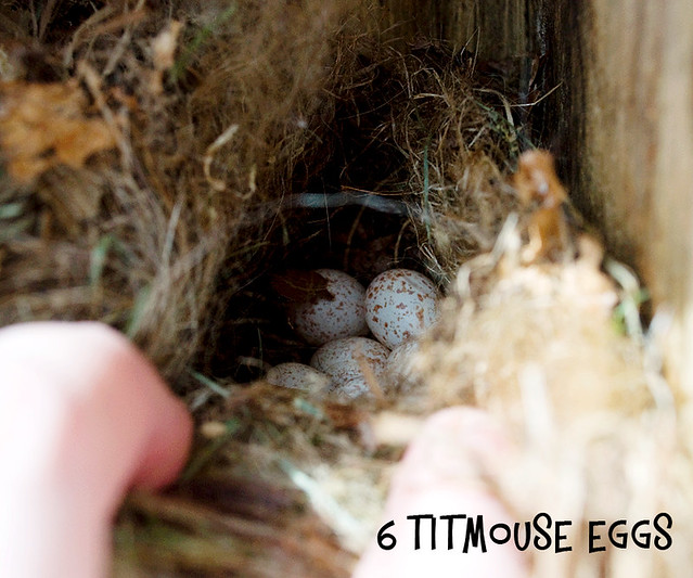 titmouse Eggs