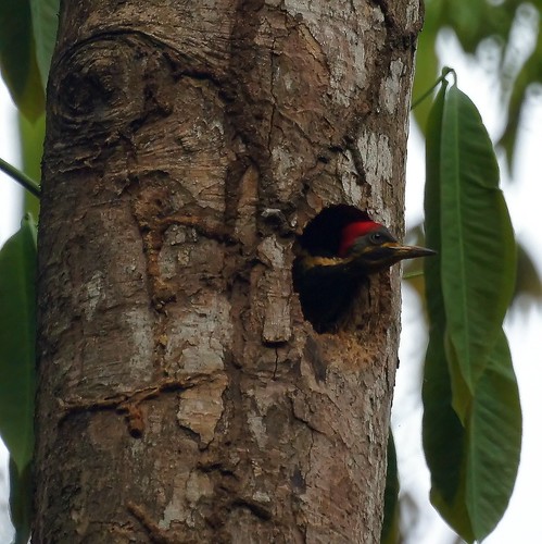 Lineated Woodpecker (juvenile)