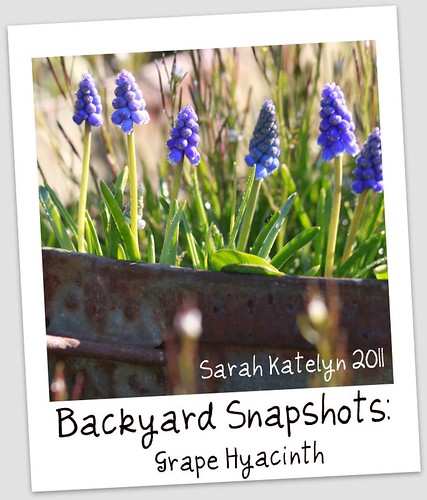 Backyard Snapshots: No. 3 by Sarah Katelyn Imagery