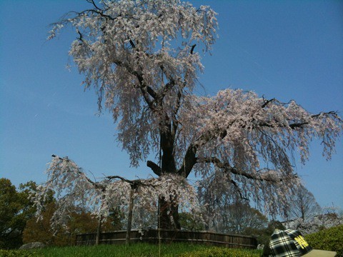 八坂神社と円山公園の桜