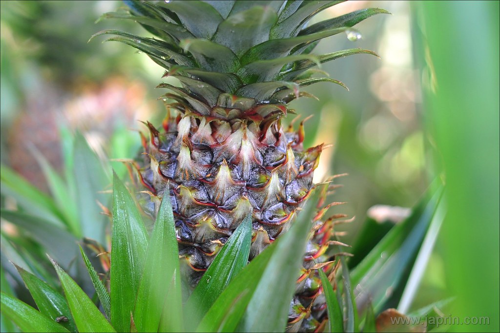 Thing at My Backyard : Pineapple 2
