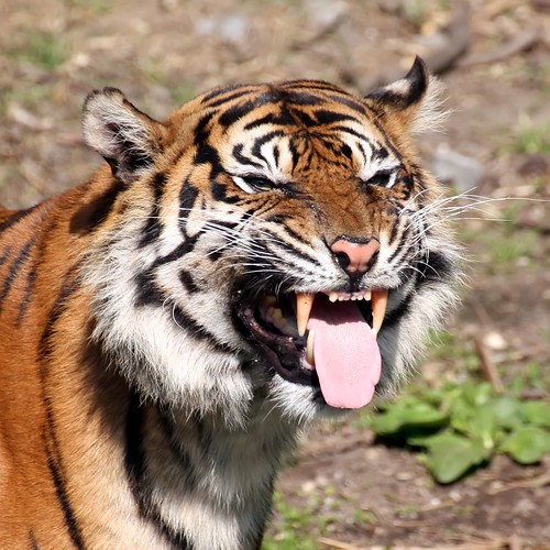 Sumatra Tiger - Panthera tigris - Sumatran Tiger by StefanKoeder
