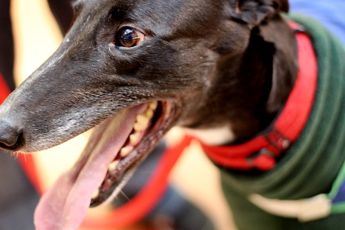 Friday: Greyhounds as pets!