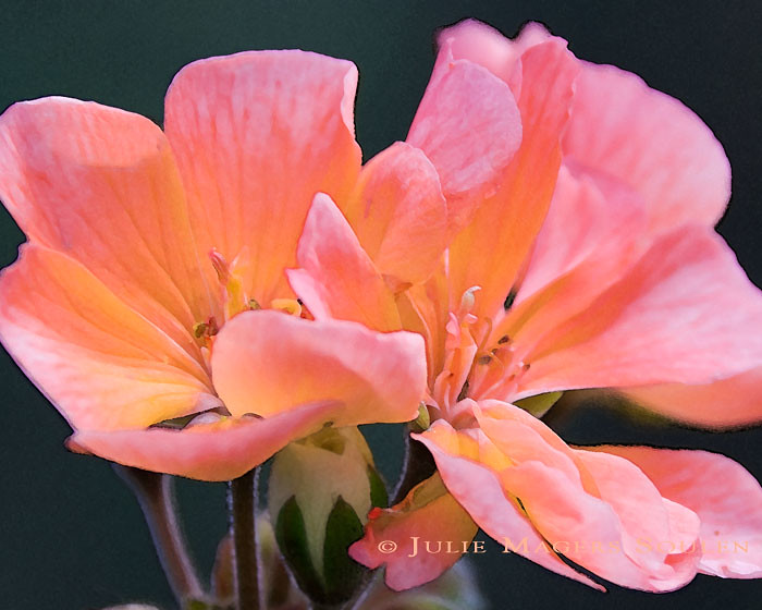 The delicate sunlit pink blossoms of a geranium light up in sunset colors of tangerine, fuchsia, and orange.