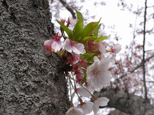 春の花々＠明日香村-01