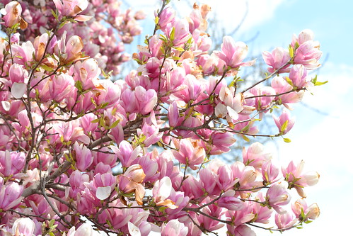 magnolia tree in bloom. Saucer Magnolia Tree in Bloom