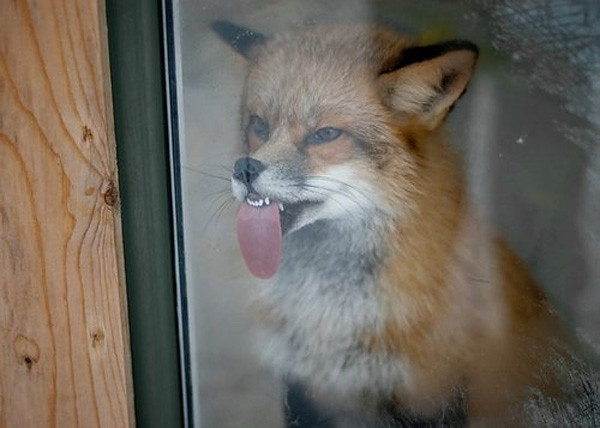 fox with tongue out