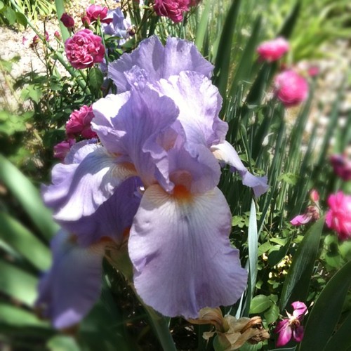 One of the colors of iris I got from Ken's grandma today