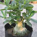 Adenium Bonsai Plant 7