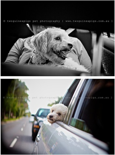 Car ride Mozart poodle cross maltese dog photography by twoguineapigs Pet Photography
