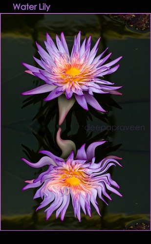 Water lily by {deepapraveen very busy with work..back soon