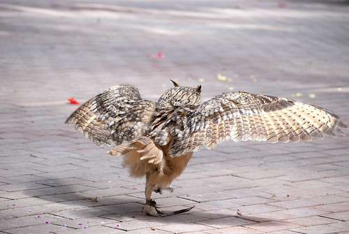 歩くベンガルワシミミズク (Walking Rock Eagle Owl)