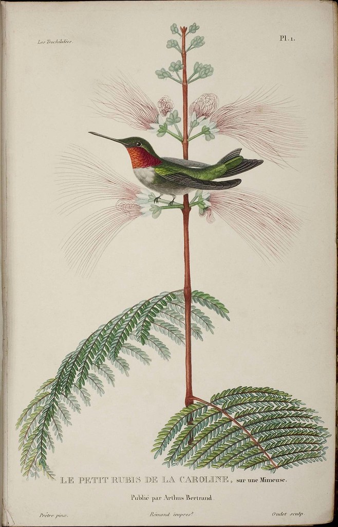 19th century hummingbird illustration