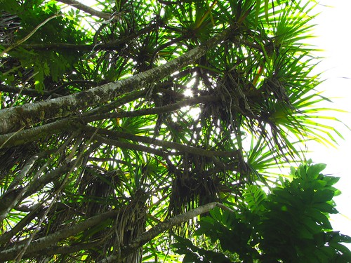 palms overhead