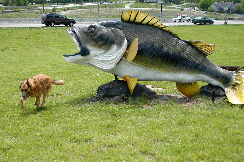 Jake and the fat fish