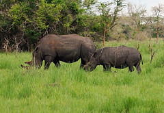 Nandi & Obama Mother and Son White Rhinos, Nandi, Female White Rhino Ziwa Rhino Sanctuary, Uganda