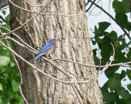 Eastern Bluebird - 1