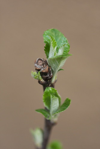 First Apple Leaves by zostra