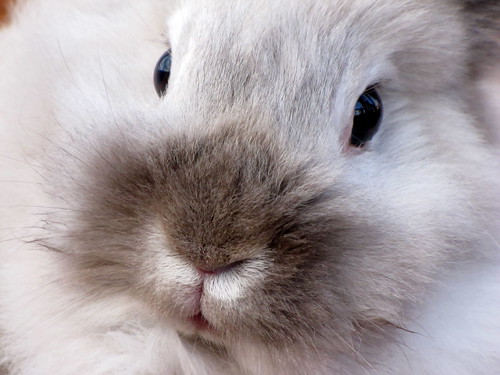 Bunny extreme closeup