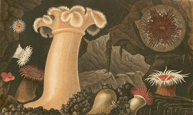natural history illustration - actiniaria species