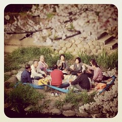 People enjoying the cherry blossoms