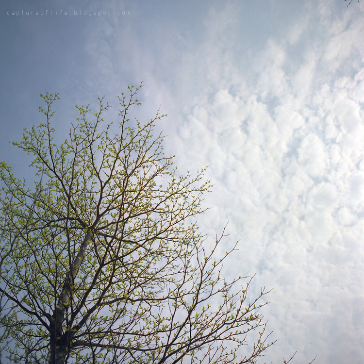 tree & sky